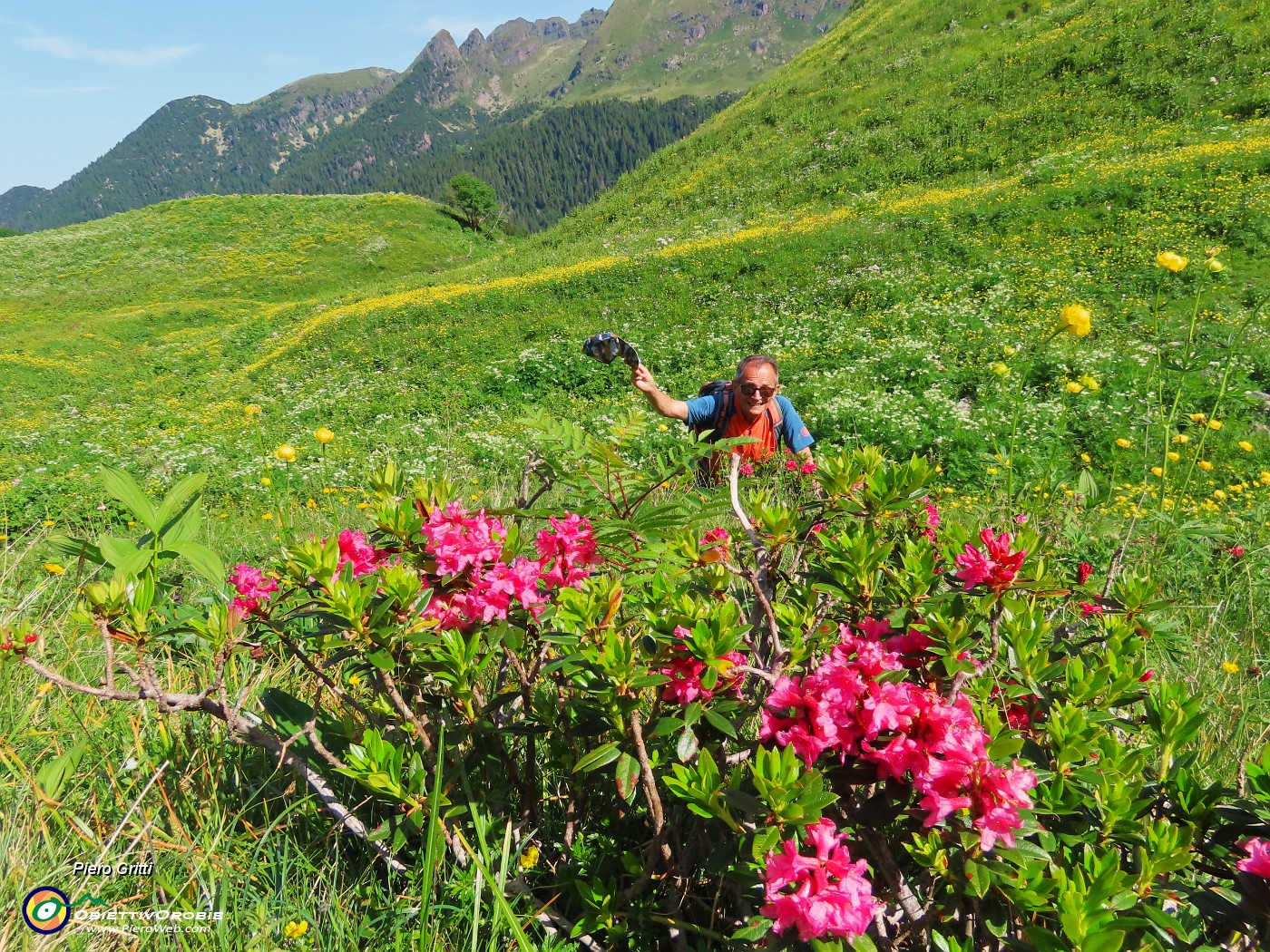 29 Rhododendron ferrugineum (Rododendri rossi) nei pratoni fioriti.JPG